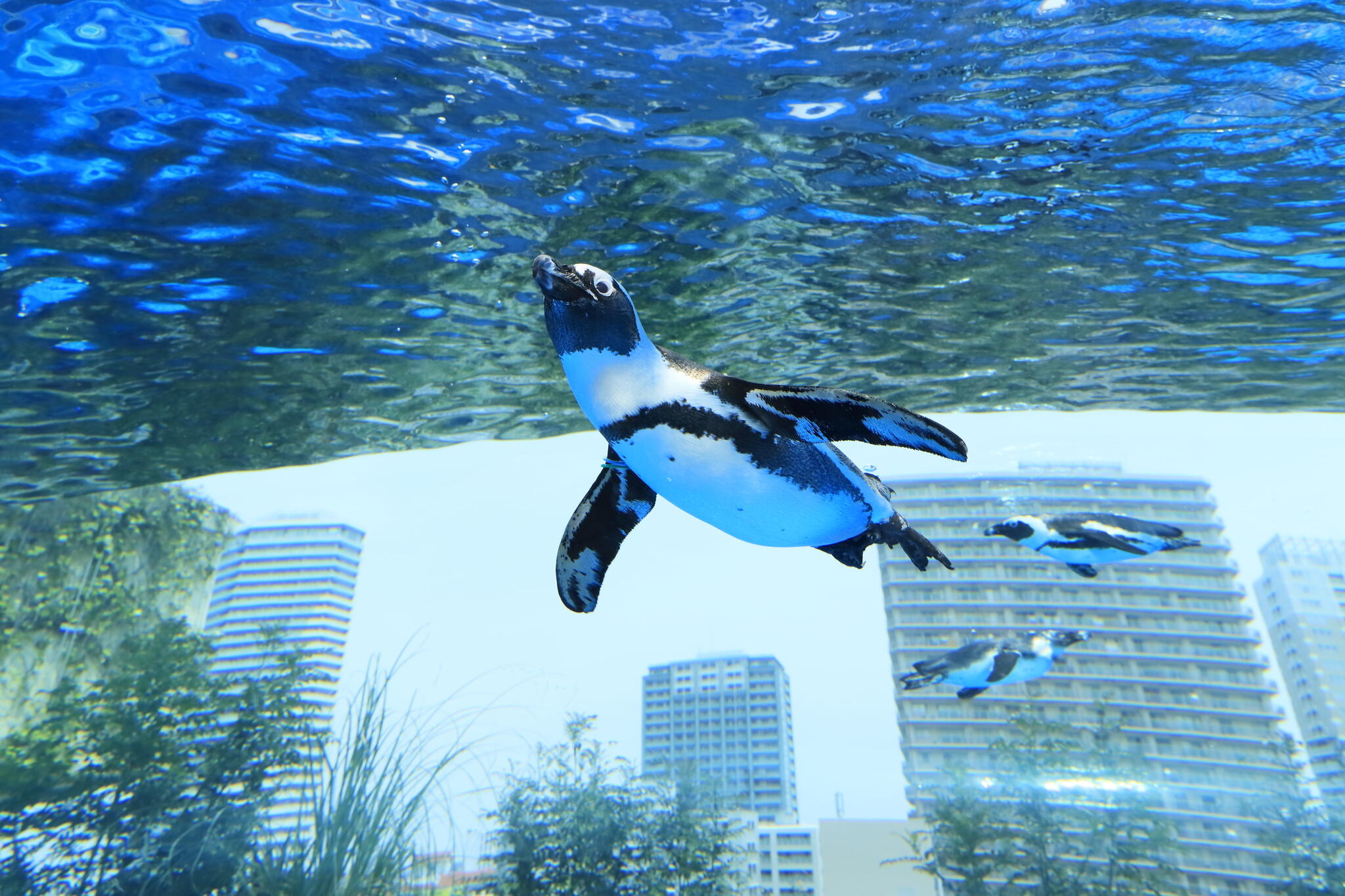 サンシャイン水族館天空のペンギン.jpg