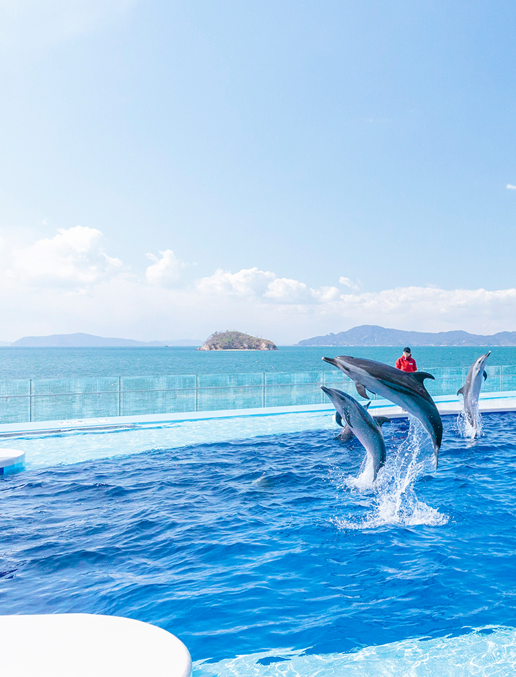 公式 四国水族館 四国 香川県の四国最大級の水族館