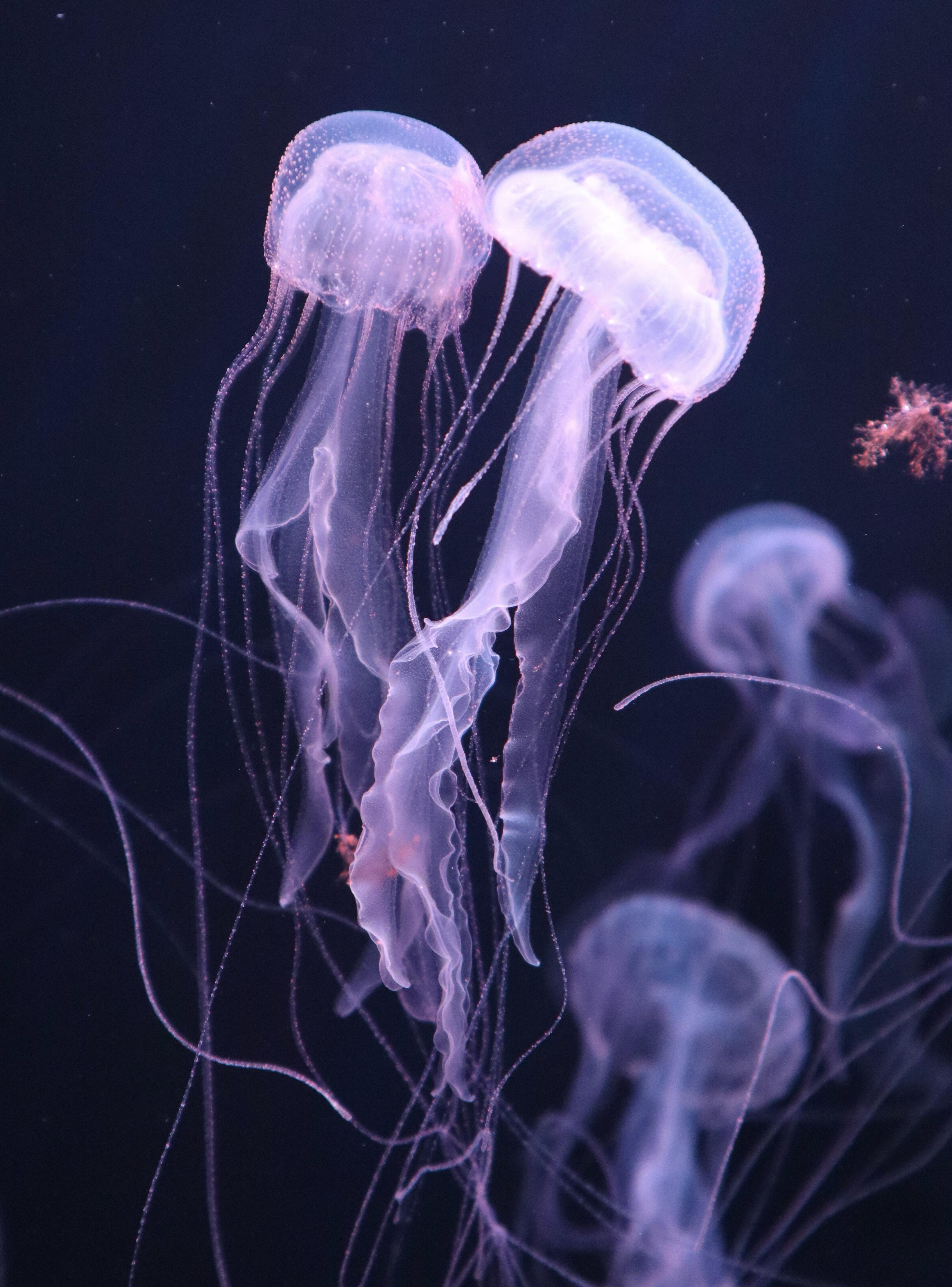 アマクサクラゲ - いきもの紹介｜四国水族館