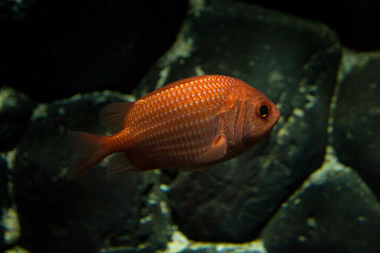 エビスダイ - いきもの紹介｜四国水族館