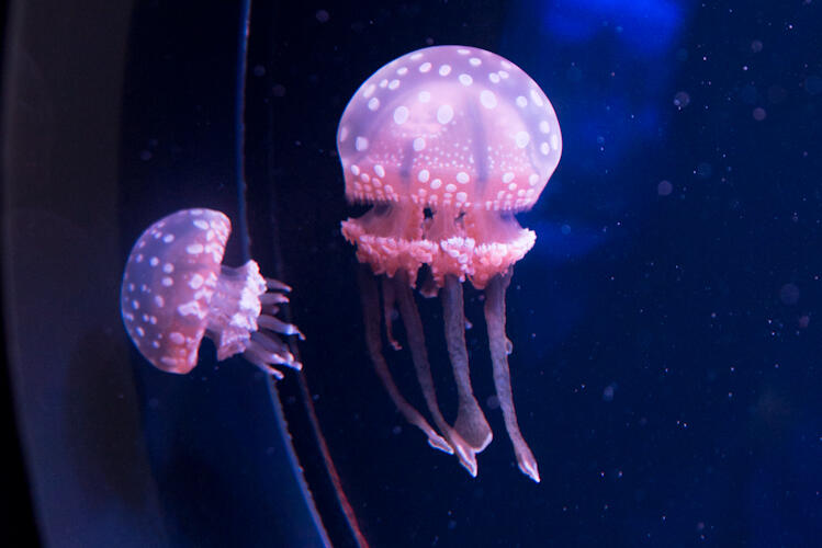 海月の景 - 海月ゾーン - 展示のご案内｜四国水族館