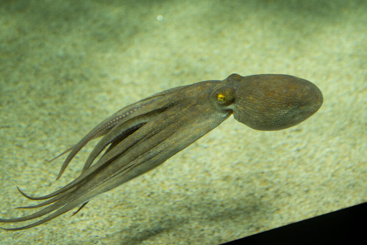タコなど海の生き物の装飾が付いた蛸壺 タコなど海の生き物の装飾が付いた蛸壺