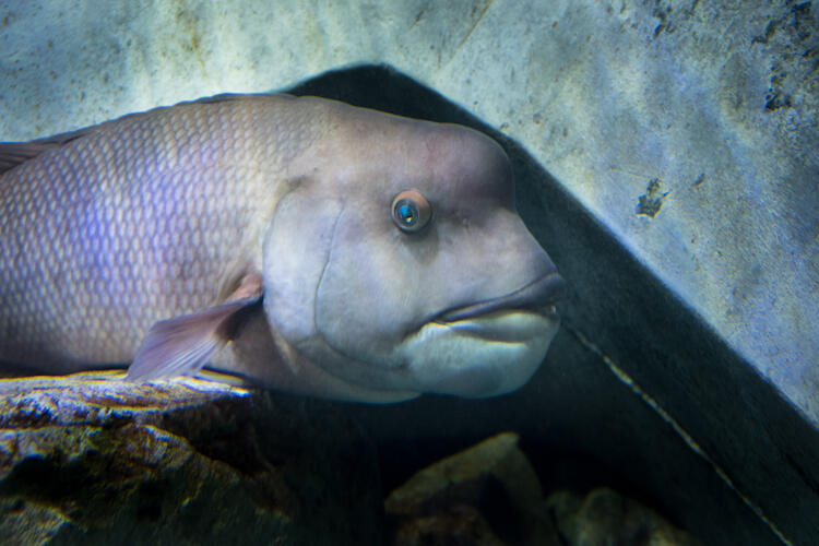 コブダイ いきもの紹介 四国水族館