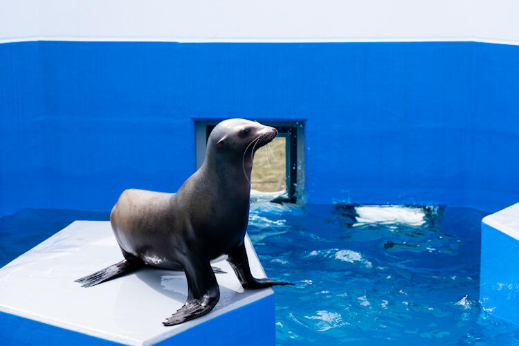 カリフォルニアアシカ いきもの紹介 四国水族館