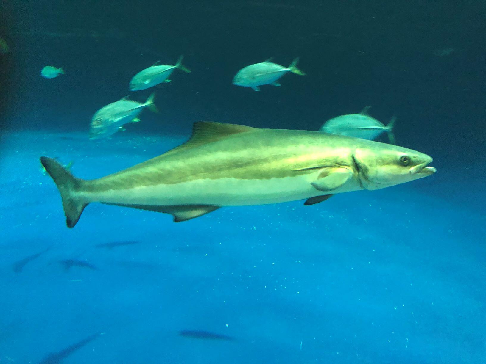スギ いきもの紹介 四国水族館