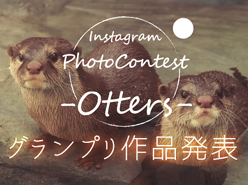 Instagramカワウソフォトコンテスト グランプリ作品発表 トピックス 四国水族館