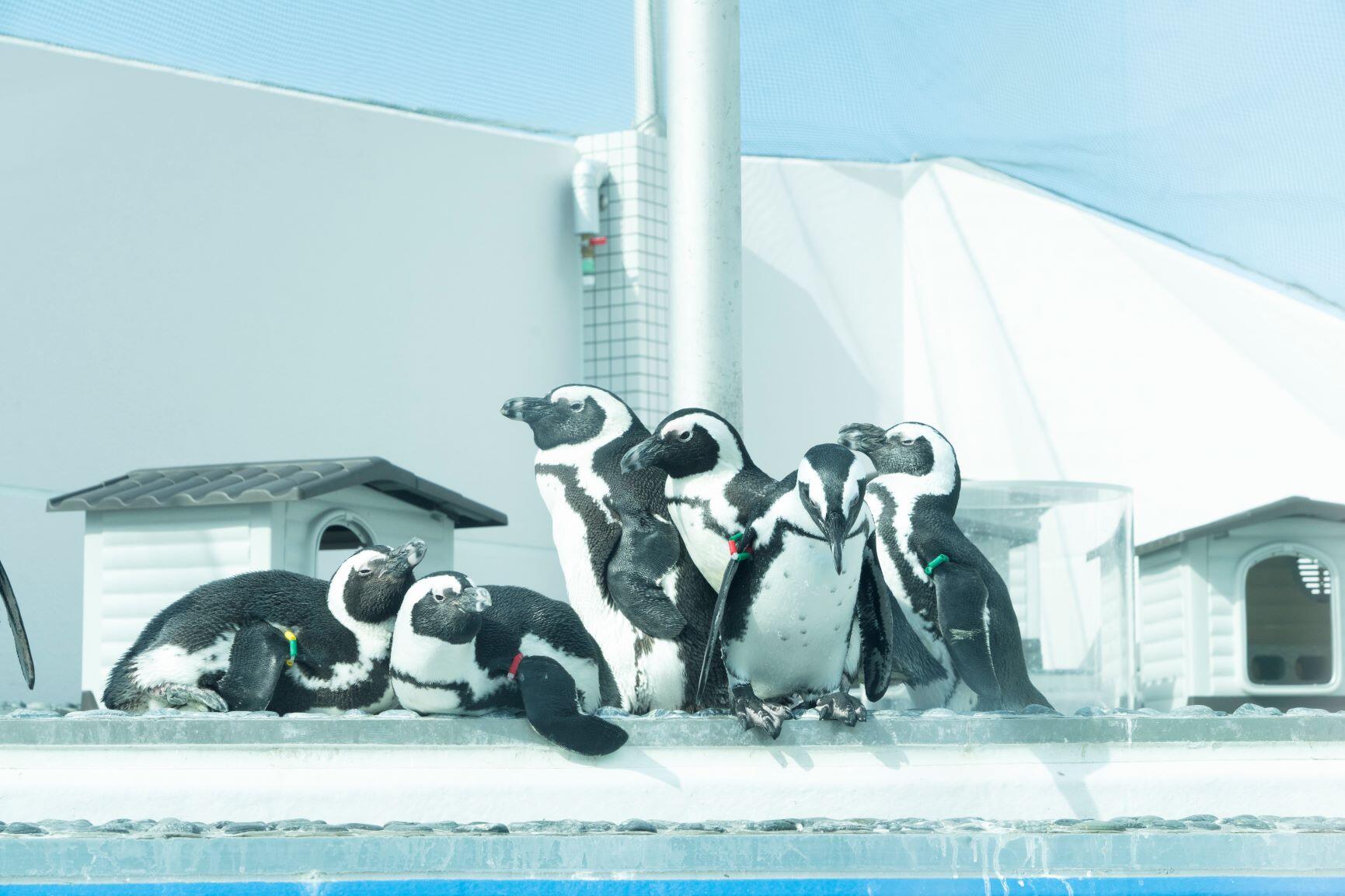 約5か月ぶりに戻ってくる！ 3/20（土）～ケープペンギンの展示を再開し