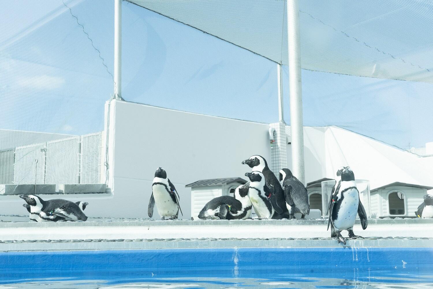 志摩マリンランドから四国水族館へ ケープペンギンたちが仲間入りします トピックス 四国水族館