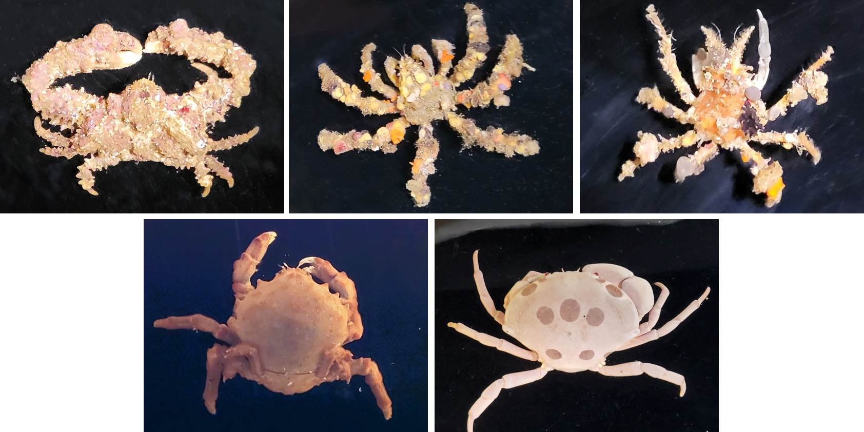 貴重 未使用品 蟹歩作 硬式 稀作 紫陽花 節巻 4本継 133寸 1960年製 貴重 未使用品 蟹歩作 硬式 稀作 紫陽花 節巻 4本継 133寸 1960年製