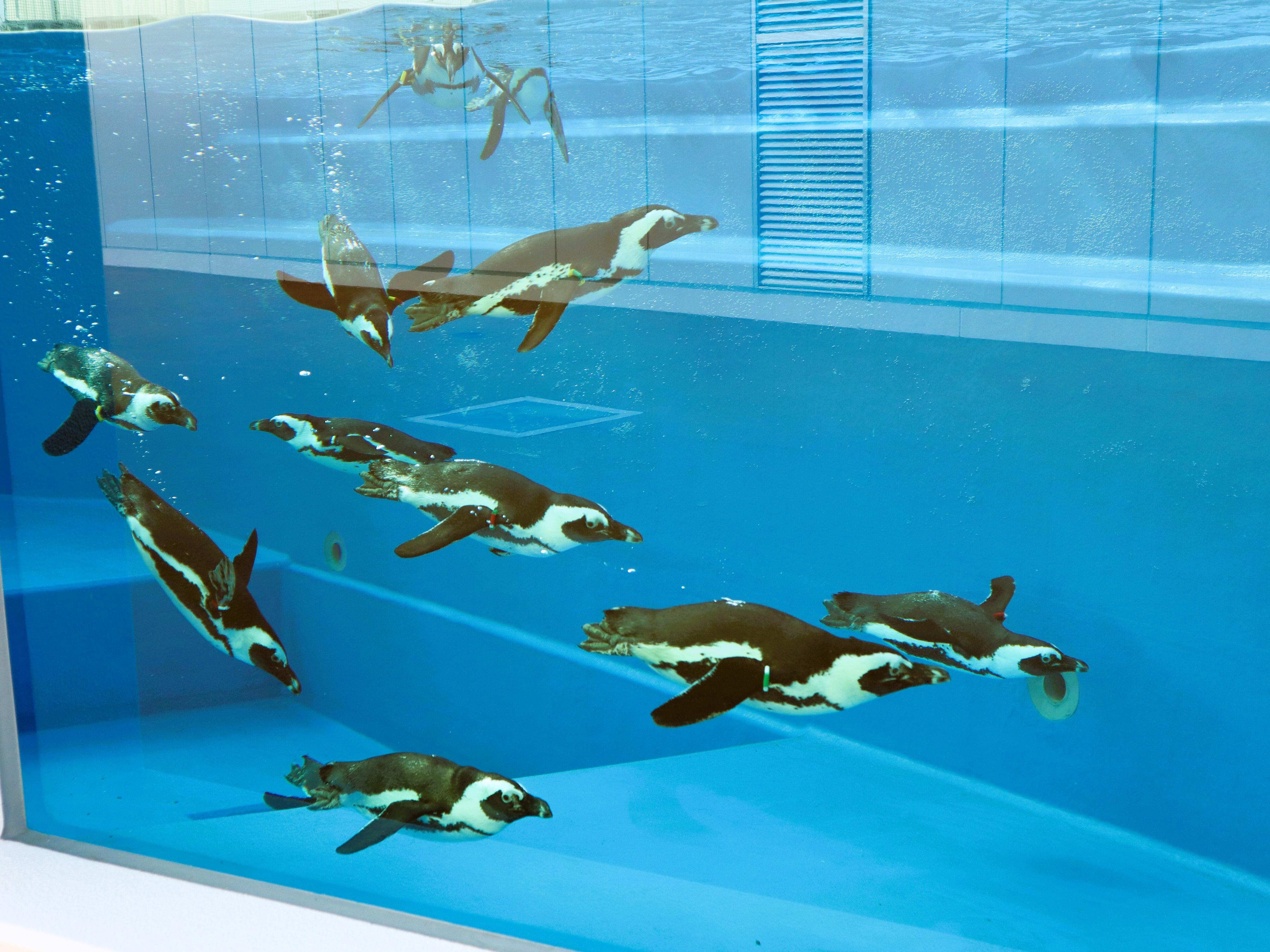 ありがとう、かっぱ。おかえりなさい、ペンギン。3月22日（水）から