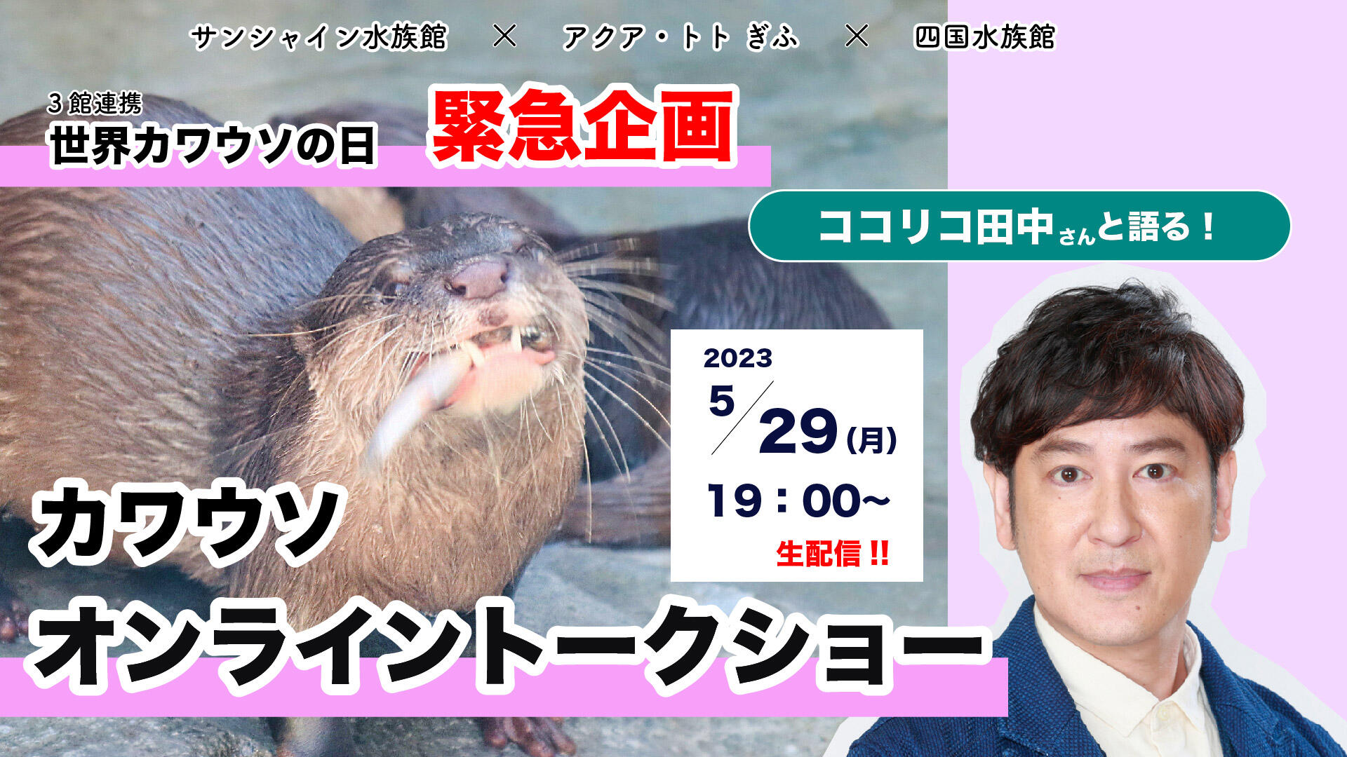 終了しました】5/29（月）19時～生配信！世界カワウソの日緊急企画