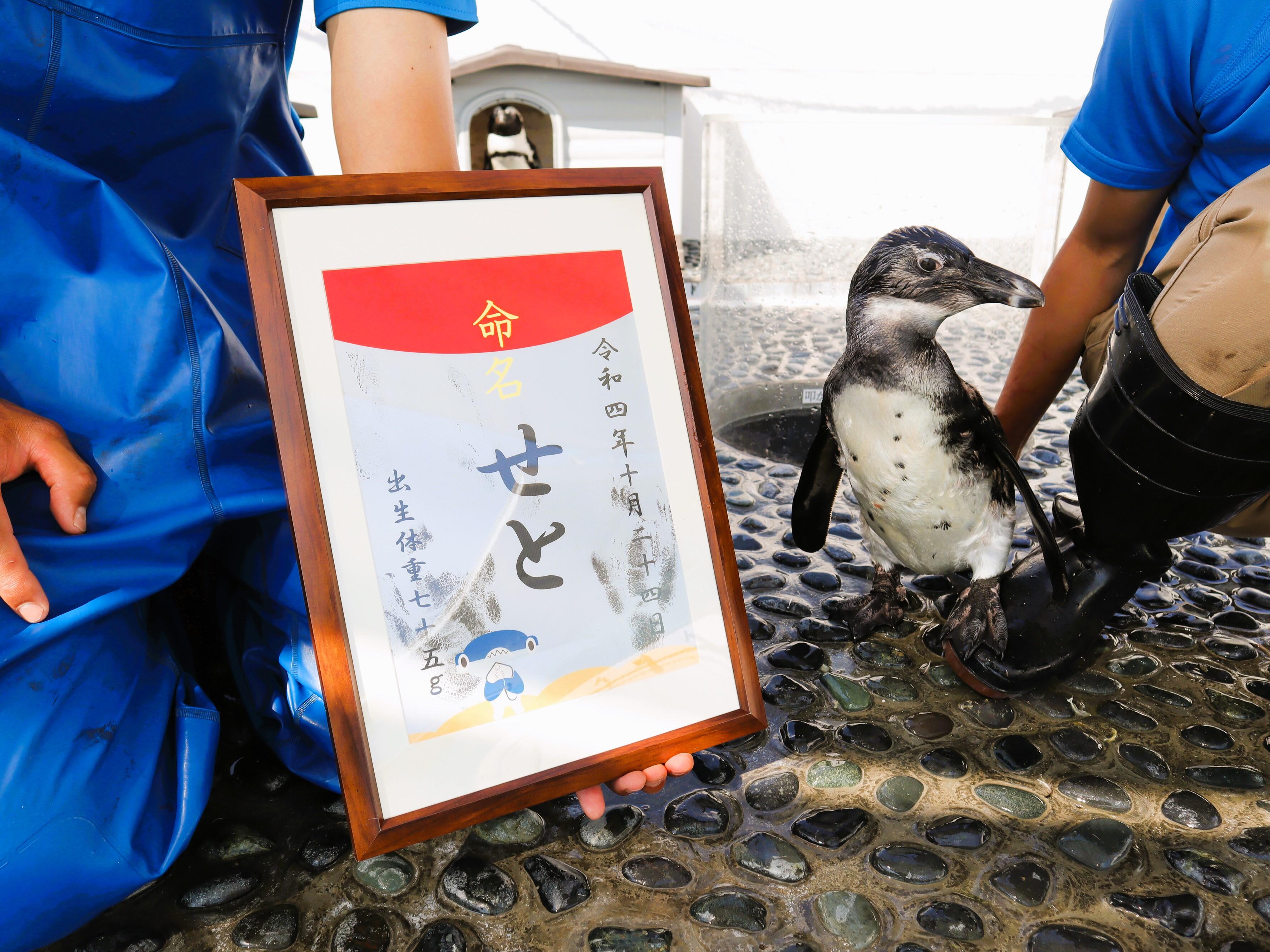 ケープペンギンのヒナの愛称が『せと』に決まりました！｜トピックス