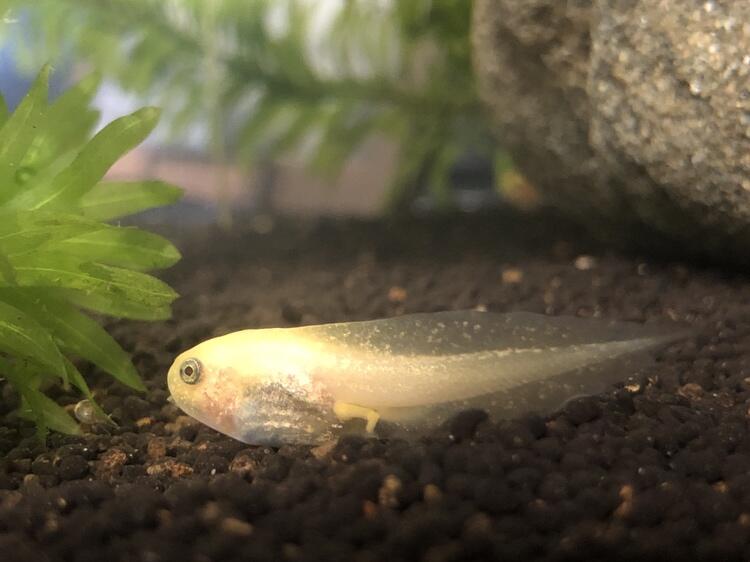 終了しました】幸運を呼ぶ⁈ 黄金色のオタマジャクシを展示中