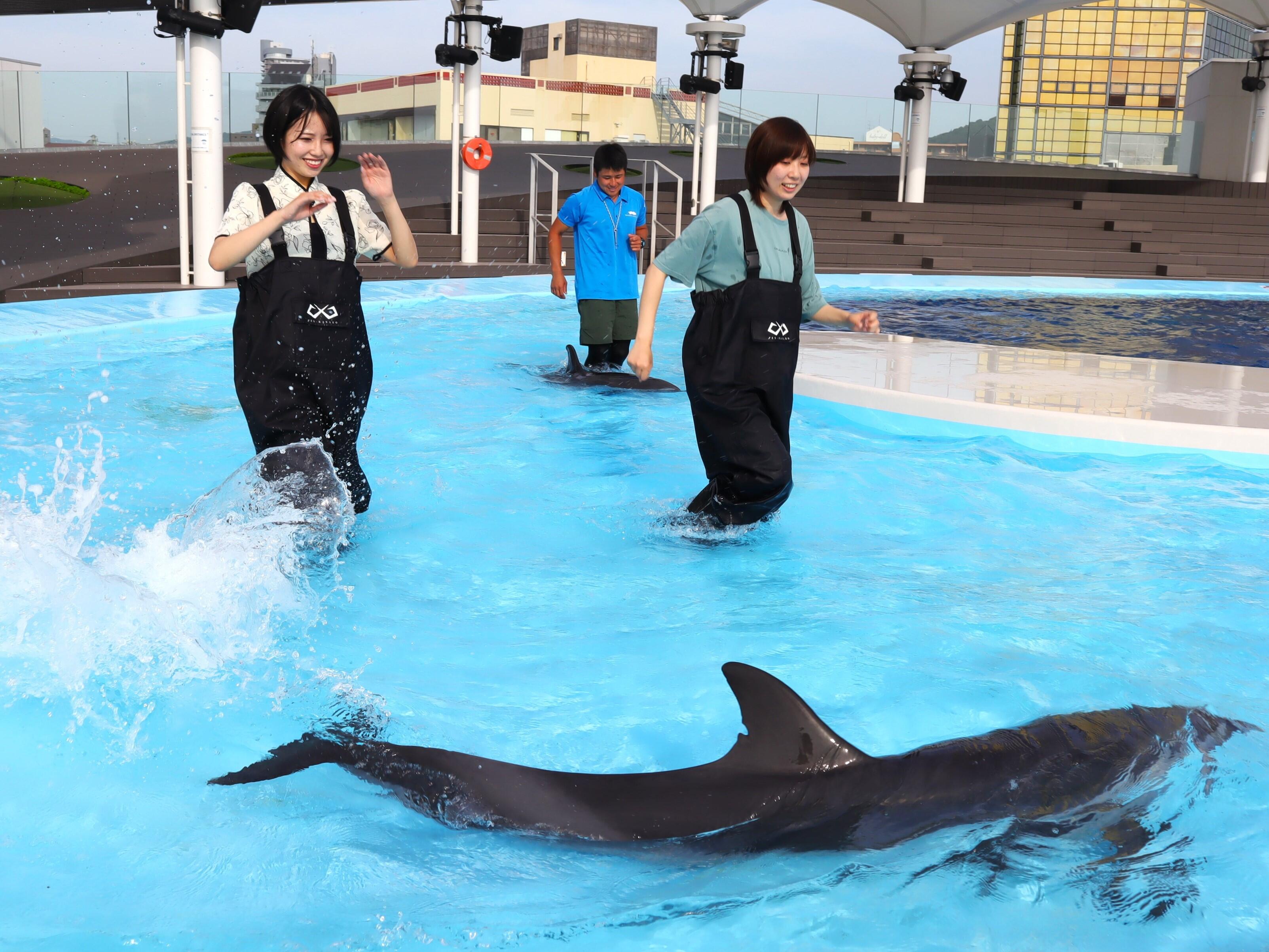 イルカに大接近！ 水しぶきも、息づかいも感じられる シン・体験