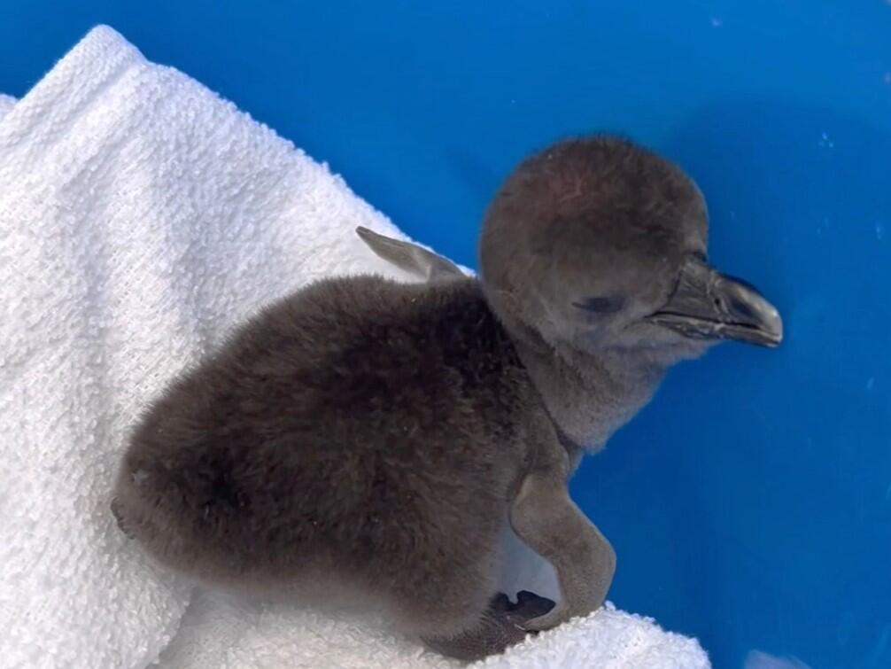 今年もケープペンギンの雛が誕生しました！子育ての様子をご覧いただけ