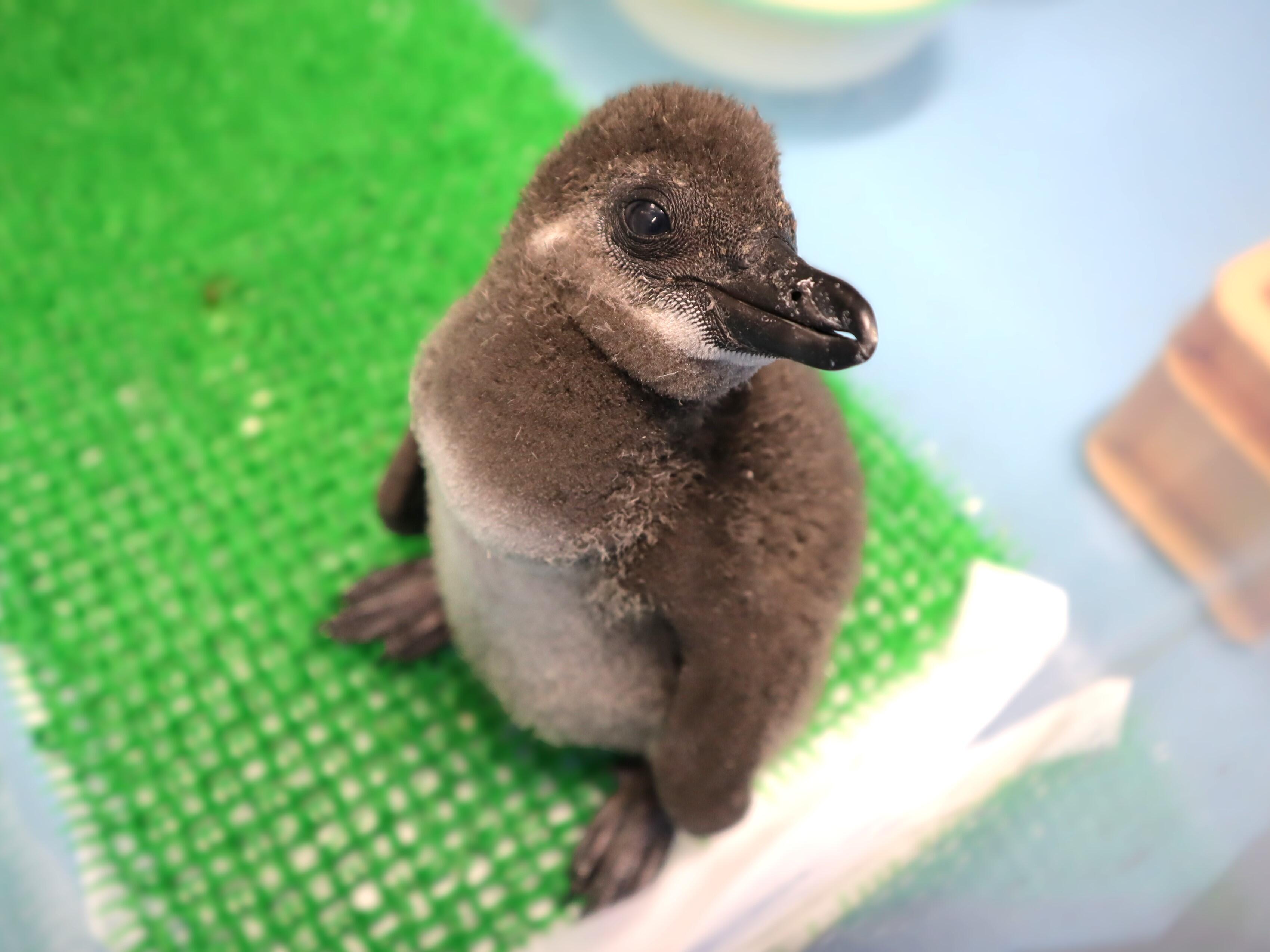 今年2羽目となるケープペンギンの雛が誕生しました！ バックヤードで