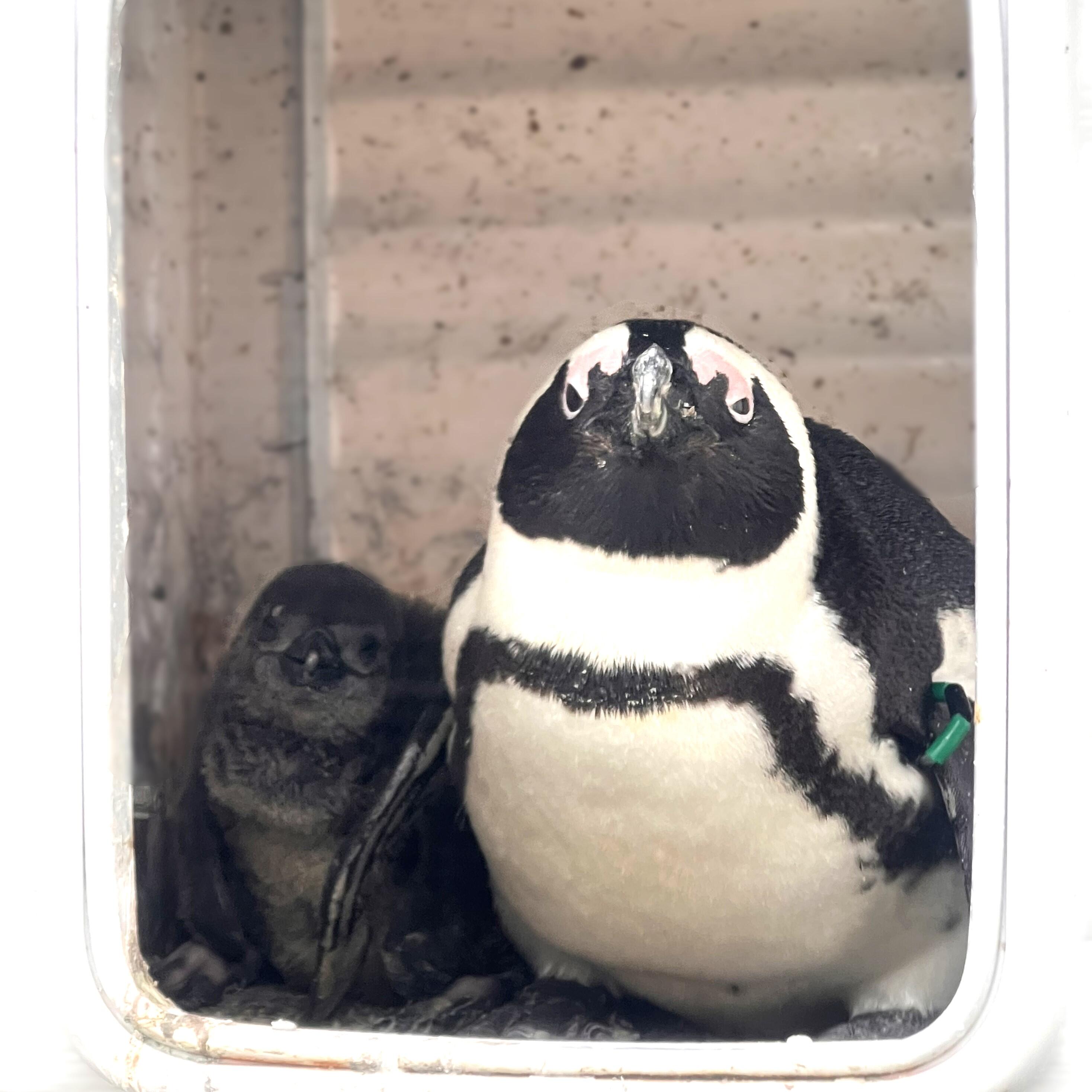 今年3羽目、4羽目となるケープペンギンの雛が誕生しました 子育ての