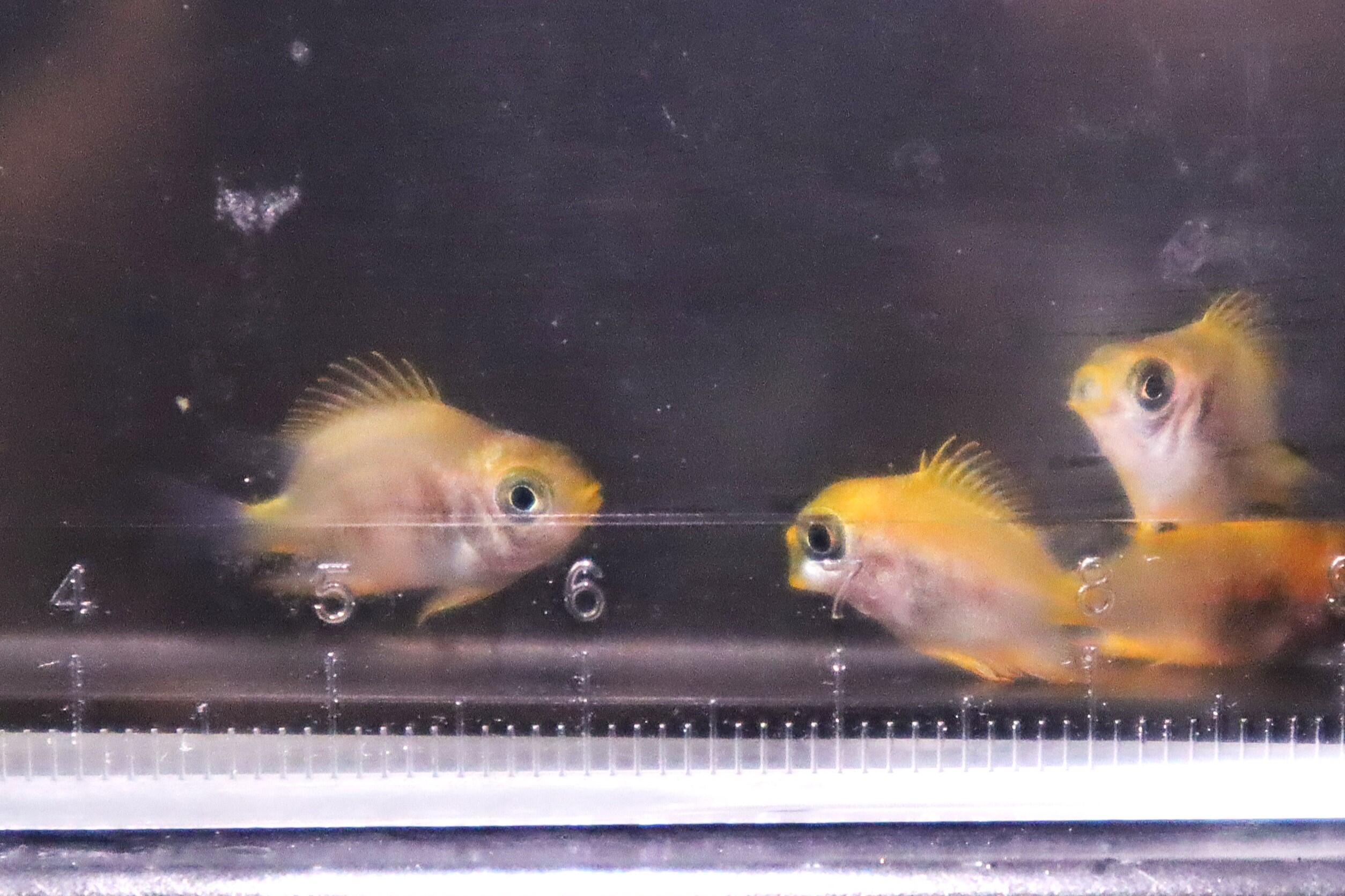 終了しました】日本初繫殖！四国水族館生まれの稚魚を展示中