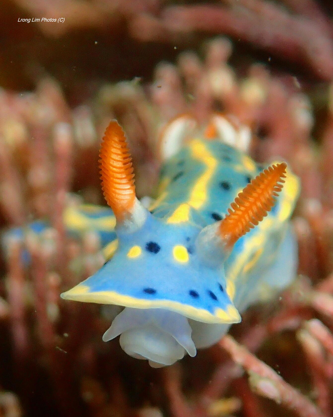 Marcolin Art Crystal マルコリン クリスタル 魚 黄青 終了しました】四国水族館アートギャラリー ロン・リム（瀬戸内スキン