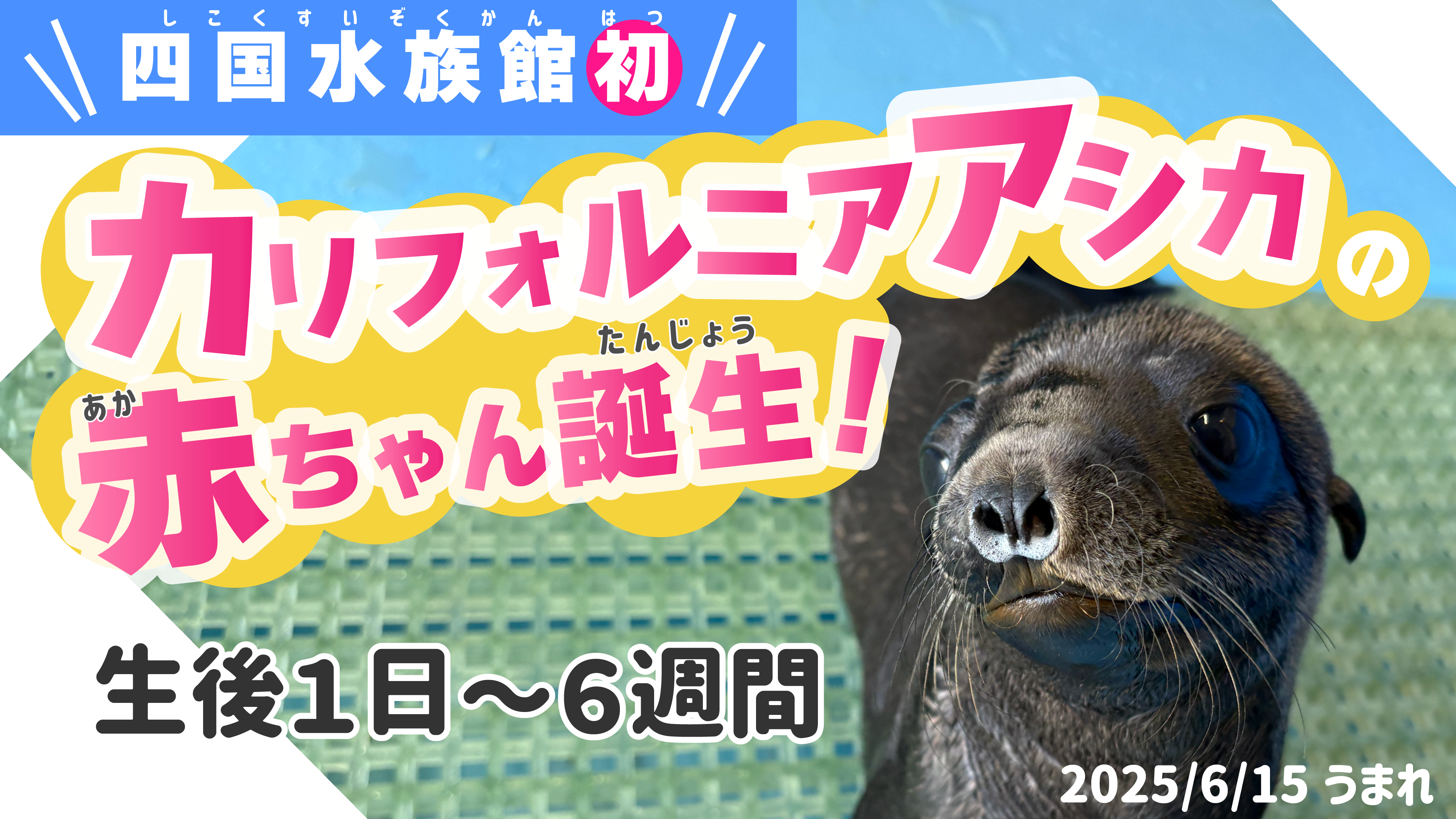 0806修正サムネアシカ仔誕生.png