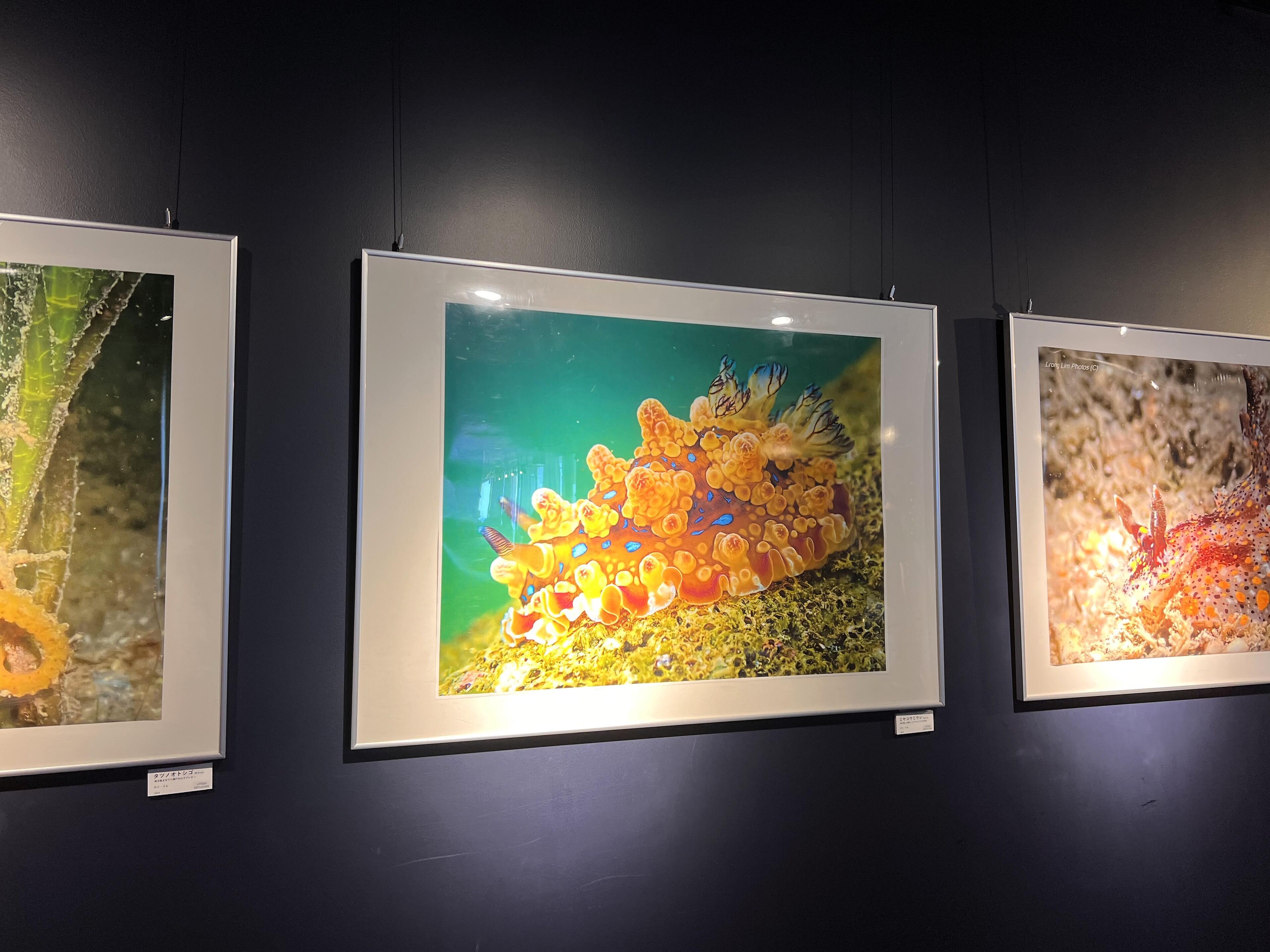 写真展の様子.jpg