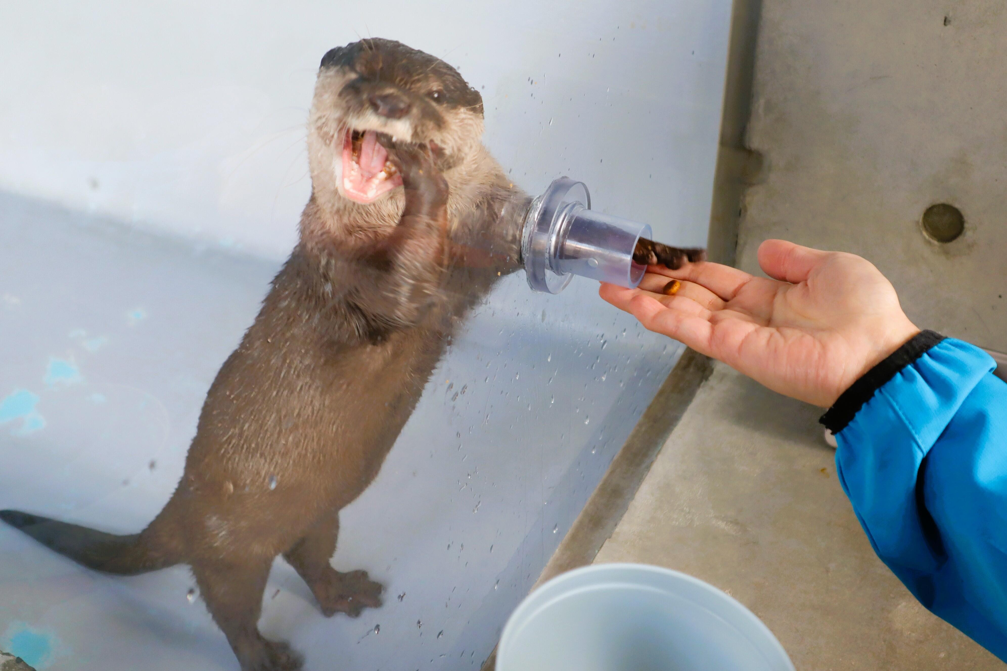 南カワウソふれあいセンターセット 南カワウソふれあいセンター様専用セット 【公式通販】