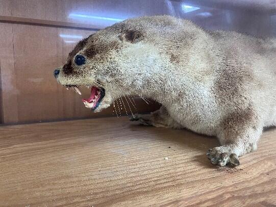 ニホンカワウソ剥製.jpg