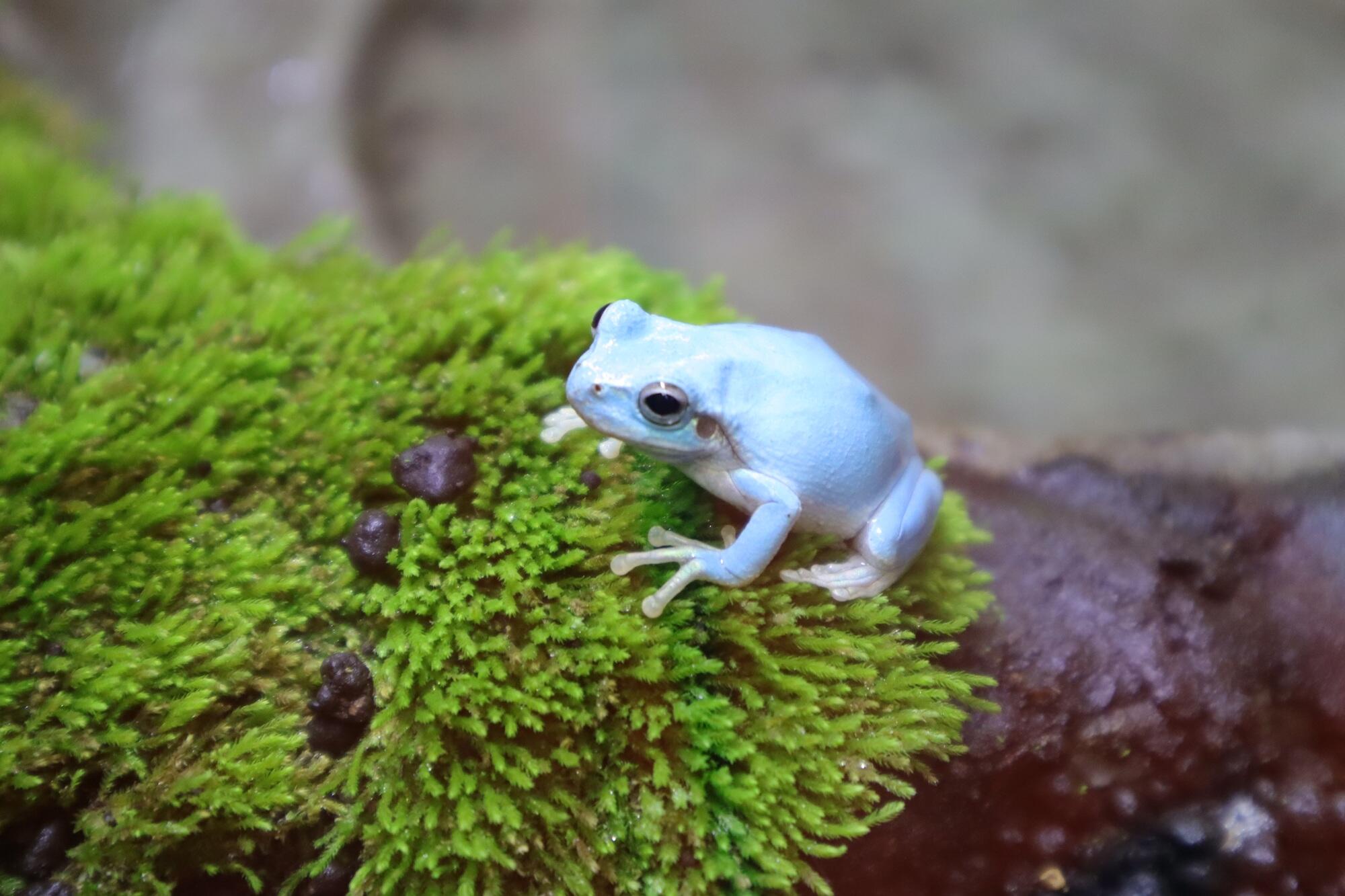 梅雨の時期にピッタリな爽やかブルー！ 珍しい青いニホンアマガエルを