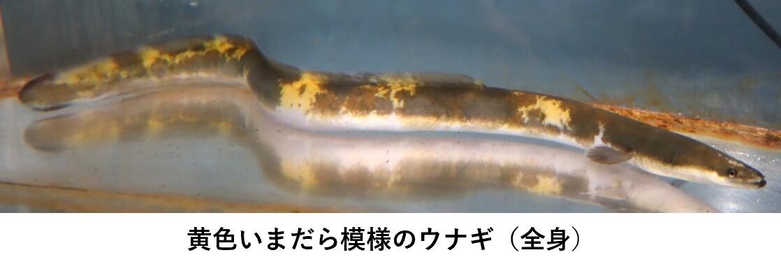 画像1.jpg