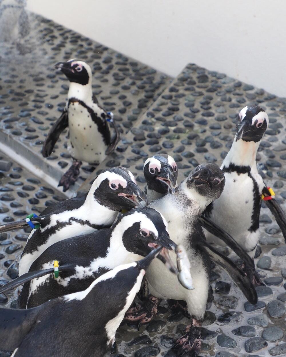 四国水族館_入賞_先輩ペンギンの圧がすごい©のんちゃん.jpg