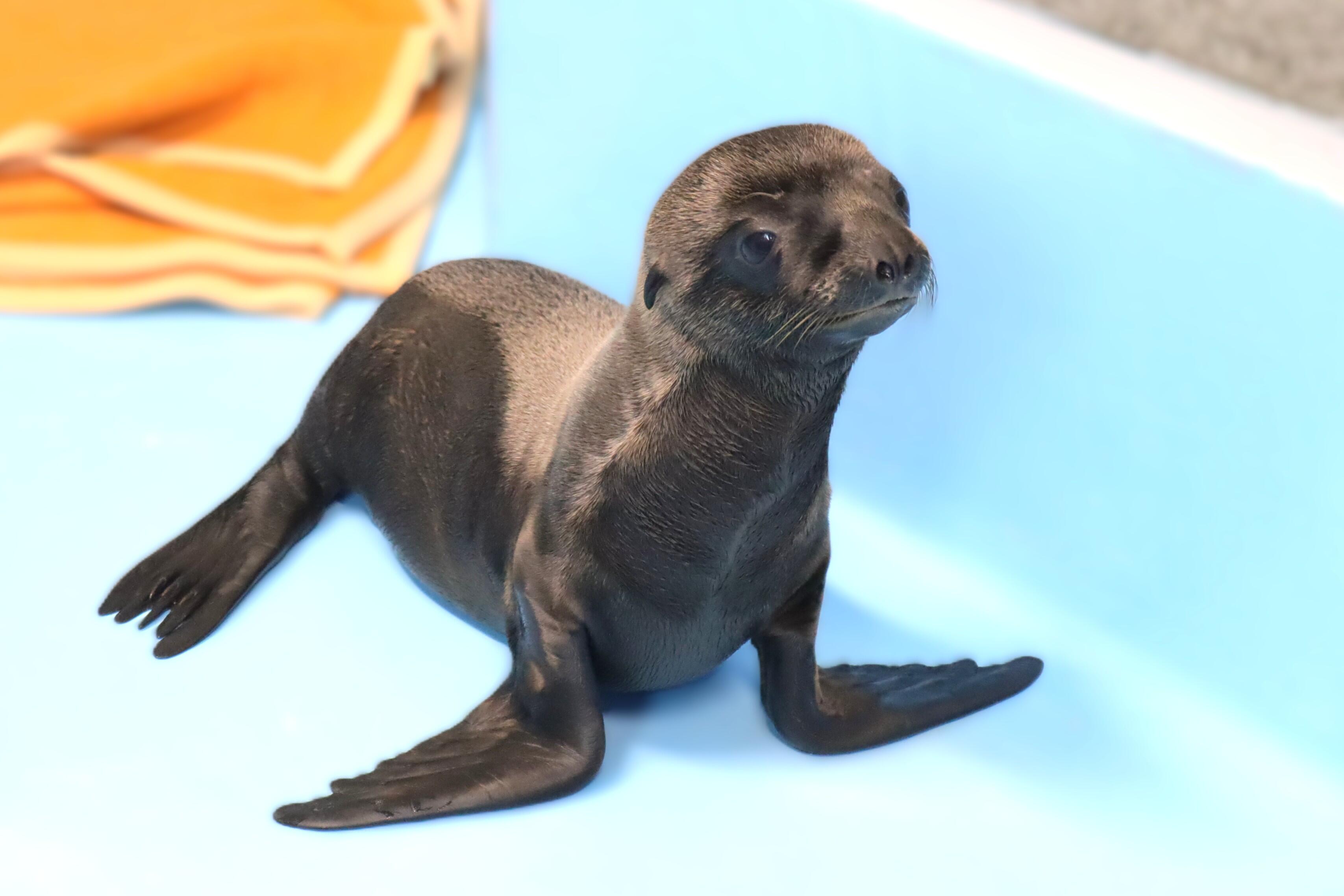 カリフォルニアアシカ赤ちゃん0629撮影.JPG
