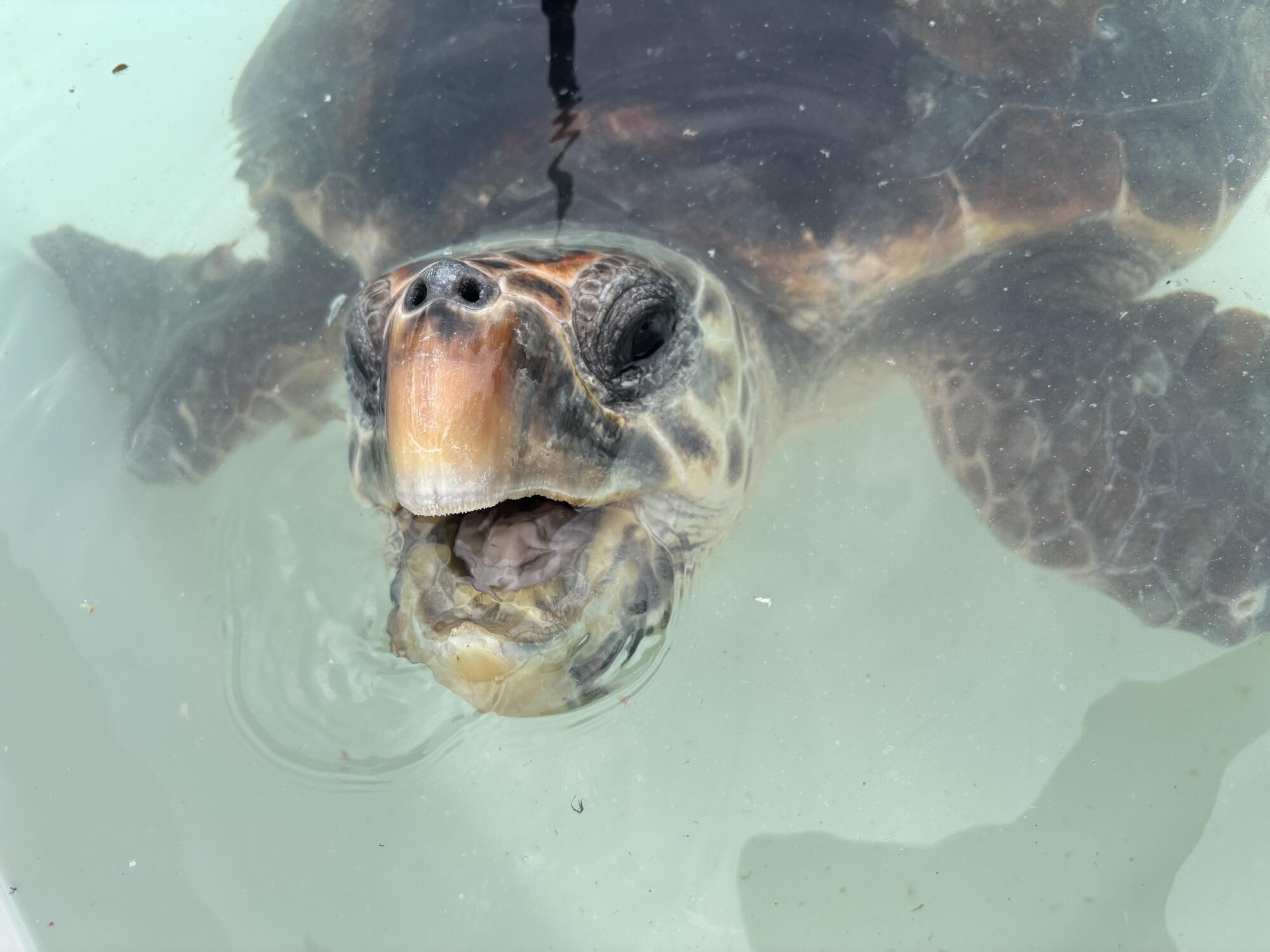 アカウミガメ「しゅこくんのともだち」.jpg