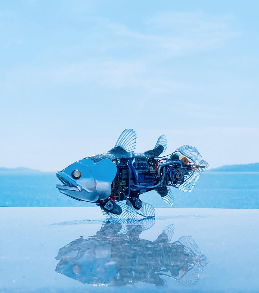 新械生物_シーラカンス.JPG