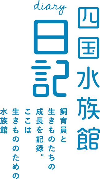 四国水族館日記 飼育員と生きものたちの成長を記録。ここは生きもののための水族館