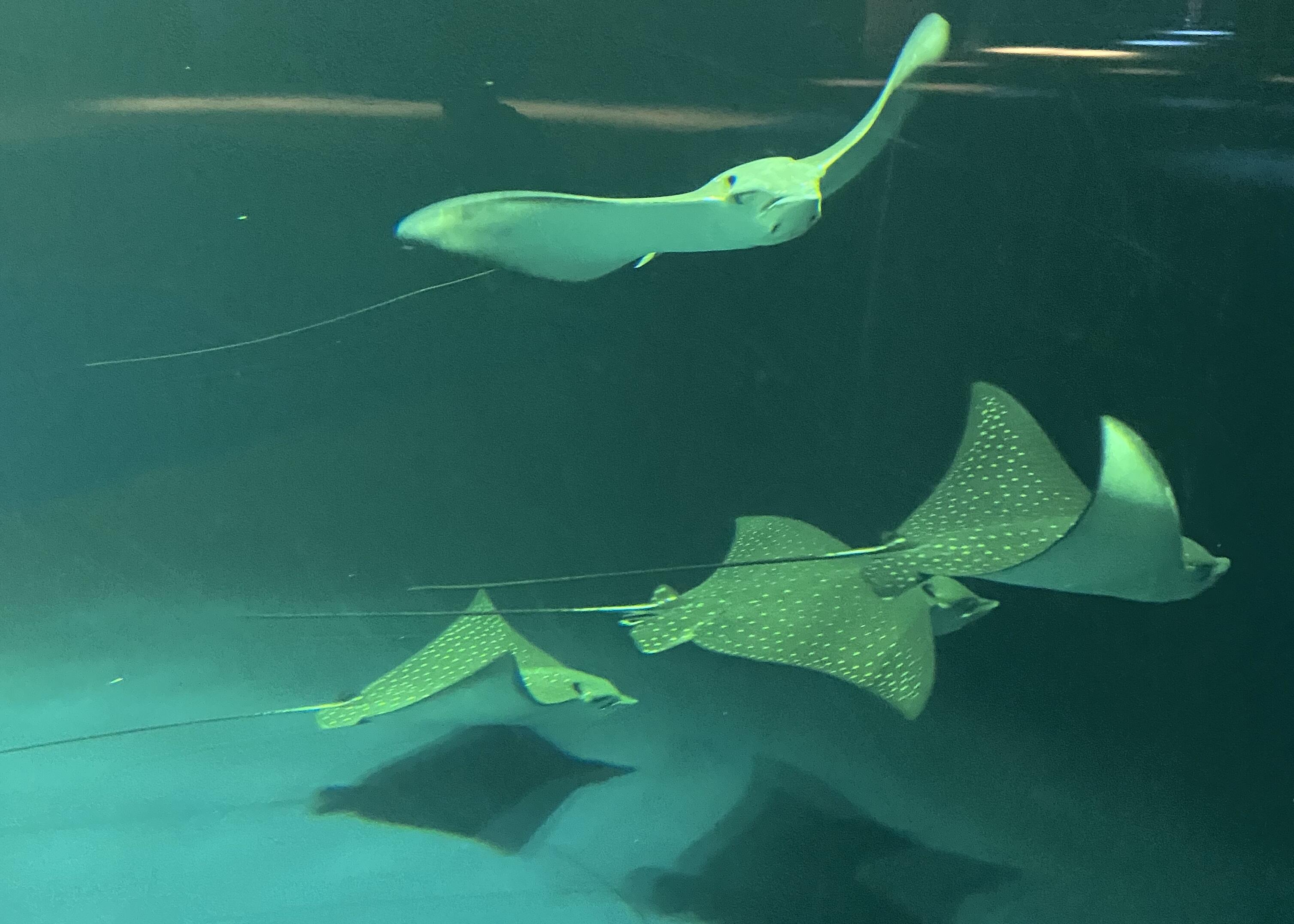 動画 水族館の魚たちってどこからやってくるの マダラトビエイ篇 四国水族館日記 四国水族館