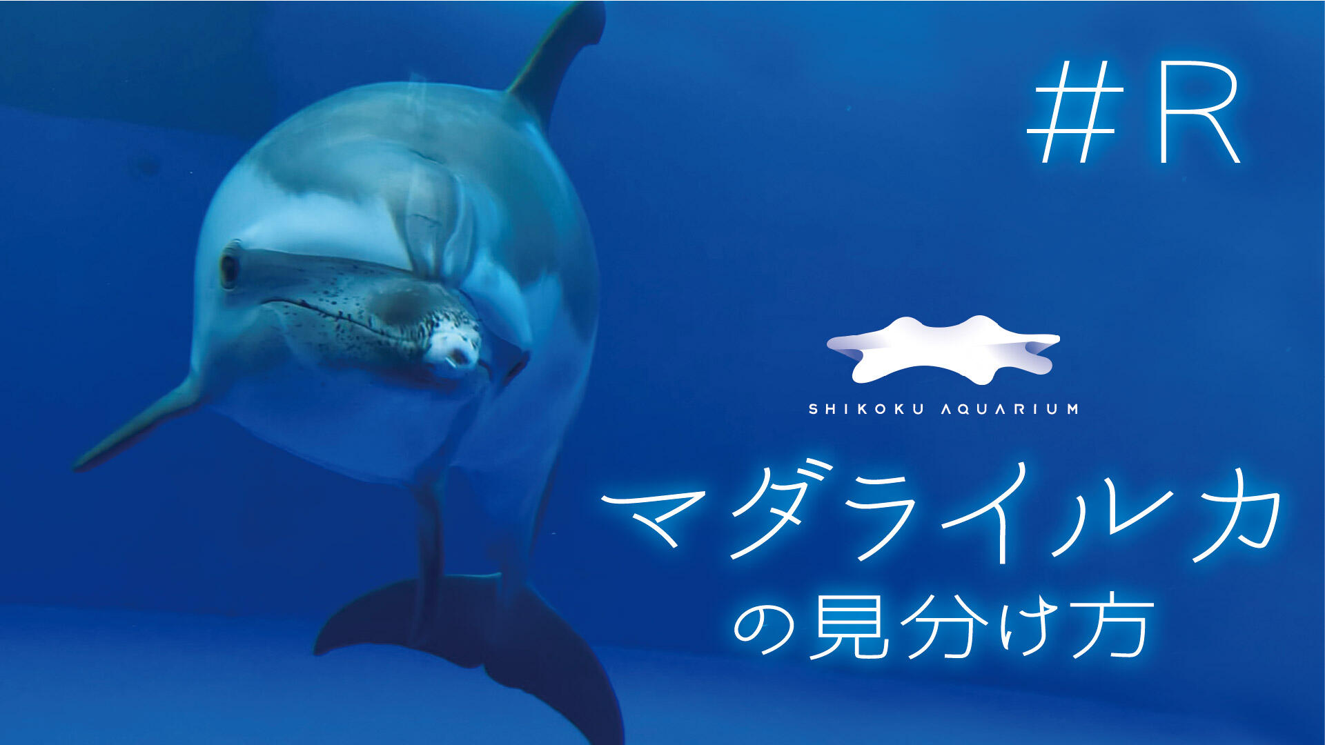 動画 四国水族館がもっと楽しくなる マダライルカの見分け方 3 R編 四国水族館日記 四国水族館