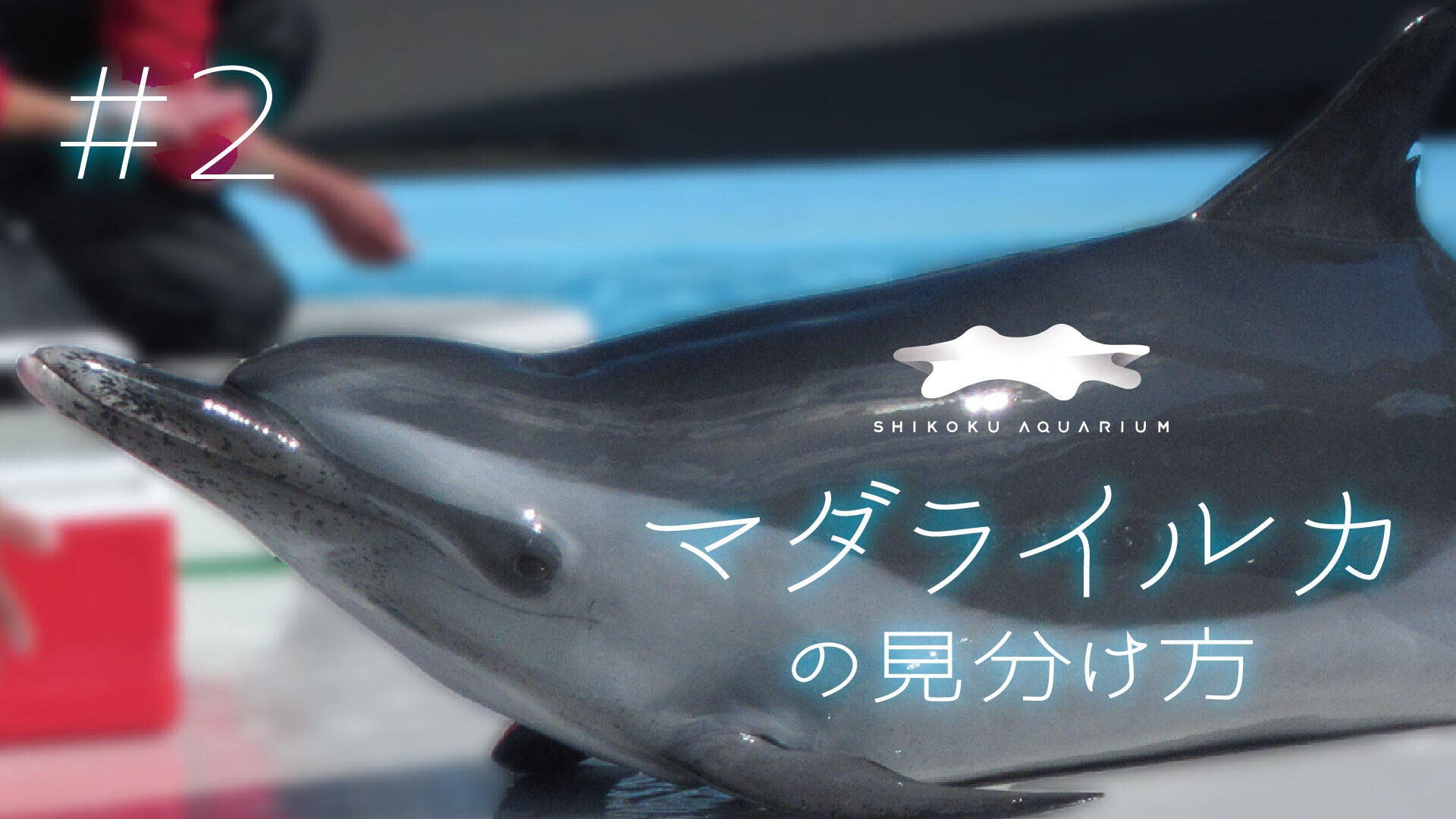 動画 四国水族館がもっと楽しくなる マダライルカの見分け方 2 四国水族館日記 四国水族館