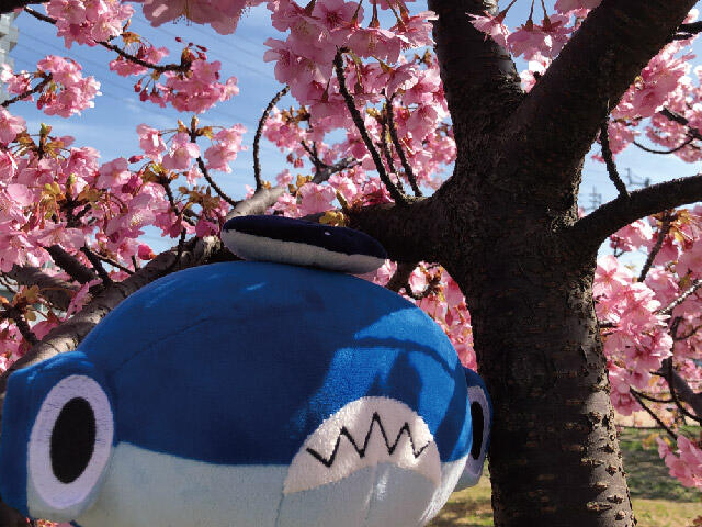 しゅこくん 桜の開花レポート｜四国水族館日記｜四国水族館