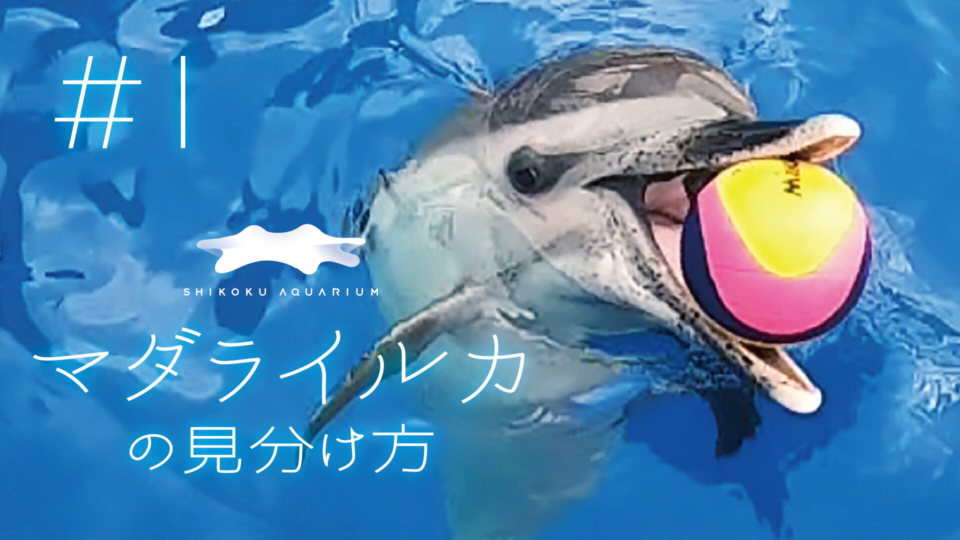 動画】四国水族館がもっと楽しくなる！マダライルカの見分け方＃5【I編
